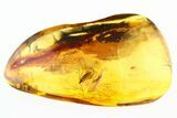 Detailed Fossil Crane Fly and True Midge in Baltic Amber #307660-1